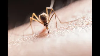 Understanding Dengue Fever: Why the Recovery Phase Can Be Risky