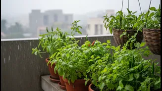 Monsoon Balcony Micro-Gardens Can Turn Small Spaces into Edible Plots: Why the Story Matters Now