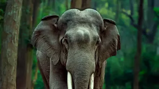 IRCTC Wildlife Tours From Mumbai: New IRCTC Wildlife Holiday Packages From Mumbai