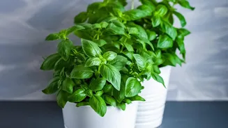 How To Grow Organic Basil Mint Curry Leaves In Small Balcony Pots