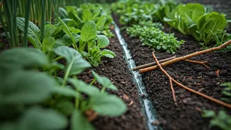 Plant Damage Prevention Begins Before Heavy Rains