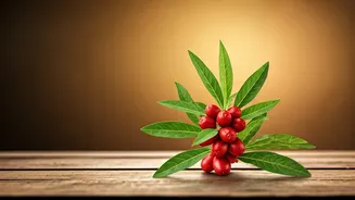 Ashwagandha for Men: Unveiling the Ancient Herb's Modern Benefits