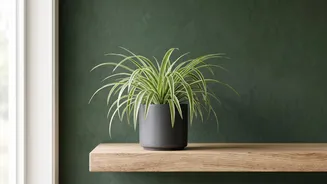 Simple Gardening Tips For Beginners Foolproof Indoor Houseplants For Effortless Apartment Greenery