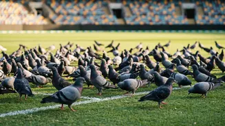 The strangest things ever seen on a cricket field