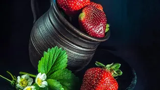 India's Indigenous Strawberry Project: The Route From Imported Planting Material to Locally Bred Varieties