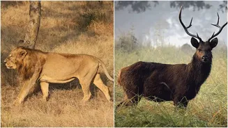 India’s Wildlife Comeback Stories: How Asiatic Lions, One-Horned Rhinos, Amur Falcons, Barasinghas Refused To Vanish — And Where You Can Still Find...