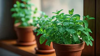 4 Essential Herbs For Your Monsoon Windowsill Garden Project