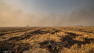 How Crop Burning Can Add To India’s Pollution Burden After Monsoon