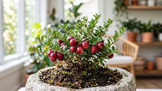 How to grow cranberries indoors