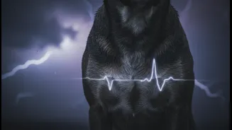 How to monitor pet heart rates during severe monsoon night noise anxiety