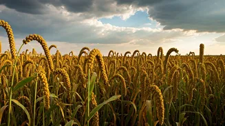 Can Millets Help Beat A Weak Monsoon Challenge?