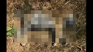 MP News: Missing 8-Month-Old Cub Killed By Tigress In Bandhavgarh