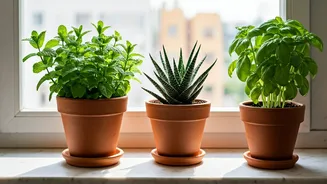 Mint, Basil And Aloe Are Small-Space Superstars