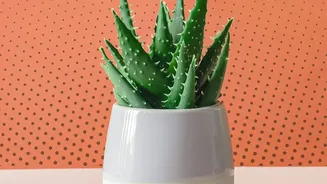 Planter Scale Should Match Both The Plant And The Furniture Around It Is The Main Qualification Behind Ceramic Planters Can Turn Indoor Plants Into...