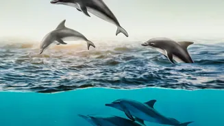 Dolphin Sightings in India Depend on Season, Water Conditions and Responsible Operators