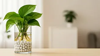 No-Soil Plants Are Making Indoor Gardening Easier
