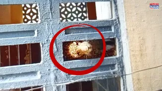 Leopard in Mumbai Colony: Big Cat Roams Around Residential Building, Injures 4 People - VIDEO