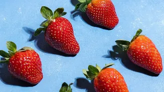 India's Indigenous Strawberry Project: Why An MPKV-BARC Climate-Resilience Programme Is Important