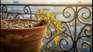 Why Fragile Indoor Plants Moved To Balconies Require High-Drainage Sand Mixes To Battle High Humidity