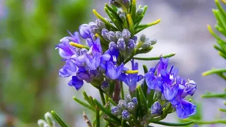 A Neelakurinji Photograph Is Legal; Taking the Flower Is Not