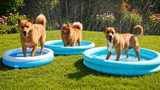 Neighborhood Pet Splash Parties Emerge As The Coolest Trend
