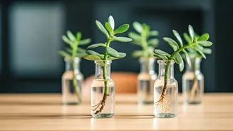 Upgrade Work Desks Propagating Trailing Jade In Apothecary Vials