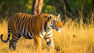November Escapes: 6 Indian Tiger Reserves for Your Travel List