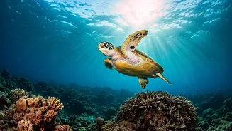 Exploring India's Hidden Coastal Gems: Raigad's Turtle Haven