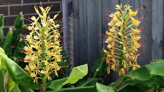 How to use ginger bush in your wellness routine