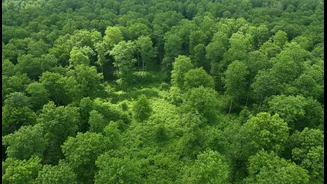 More Photosynthesis Does Not Automatically Mean More Biodiversity Or Healthier Forests