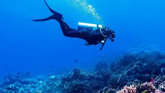 Scuba Diving Adds A Whole New Skill Set To Basic Swimming Confidence