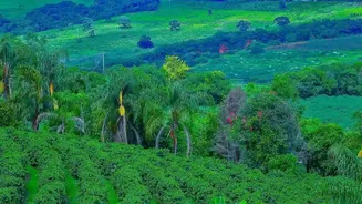 Coffee Estate Retreats Combine Scenic Views With Budget-Friendly Comfort