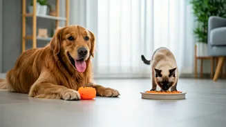 Monsoon Fitness Tips For Dogs And Cats At Home