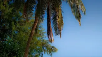Exploring Agatti And Bangaram: Permit Rules And Diving Spots For Autumn Getaways In Lakshadweep