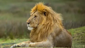 Barda Sanctuary In Saurashtra Is Emerging As A Second Home For Asiatic Lions