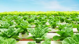 High-Tech Farms Can Grow Strawberries All Year but Demand Bigger Investment