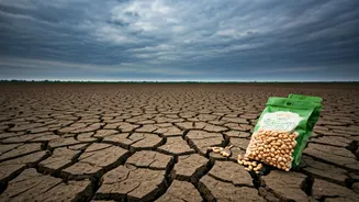 Why Rural Planners Insist Delaying Seed Planting Campaigns This Month