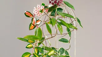 A Leaning Plant May Need Support before the Next Wind Event