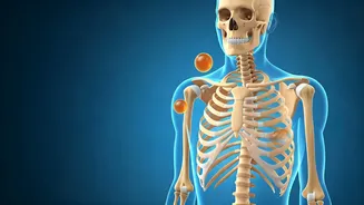 Unveiling Vitamin D3: Your Body's Essential Nutrient