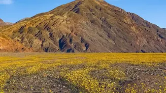 Ladakh's New Flower Gardens Add A Soft Contrast To The High Desert