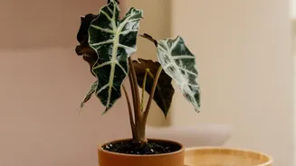Even Sunlight For Potted Plants Can Encourage More Balanced Above-Ground Growth