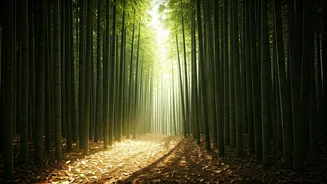 Off Grid Bamboo Forests Are Central India Best Kept Secret