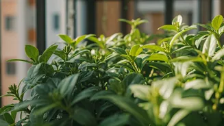June Pruning Is The Secret To Happy Monsoon Balconies