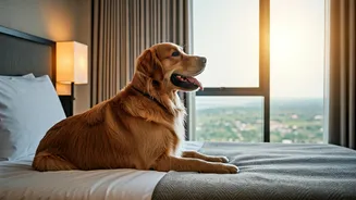 Indian Holidays Are Getting More Pet-Inclusive