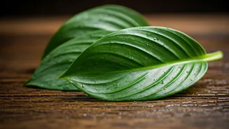 Winter Delights: 10 Dishes with Bathua Leaves