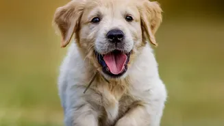 How To Prevent Fungal Infections In Dog Paws After Rainy Monsoon Walks In Metro Cities