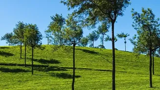 Book Affordable Coffee Estate Holidays Before Peak Season Prices Rise