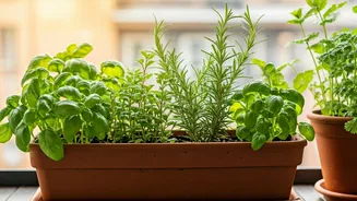 Homegrown Herbs Become City's Freshest Trend
