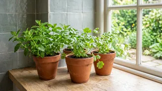 Why Small Windowsill Pots Are Ideal For Growing Fresh Winter Herbs Like Mint And Coriander