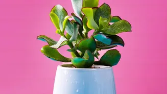 Indoor Plant Care During Humidity Starts With Smarter Watering Habits